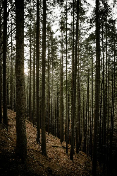 Plan Vertical Grands Arbres Flanc Colline Dans Forêt — Photo