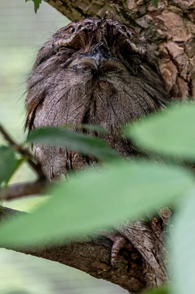 動物園の木の枝にあるフクロウの垂直ショット — ストック写真