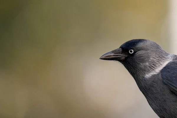 Primer Plano Hermoso Cuervo Negro Parcialmente Fondo Borroso —  Fotos de Stock