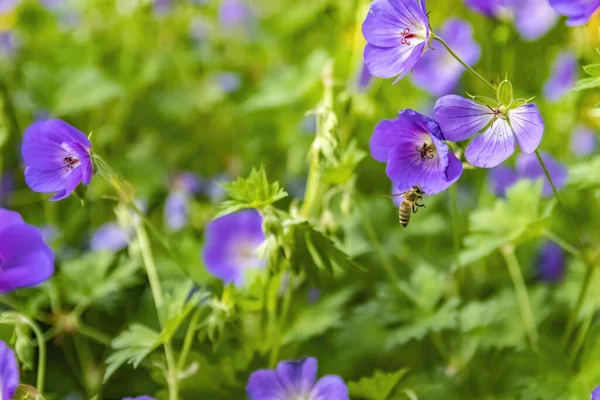 Közelkép Egy Méhről Amint Beporozza Rétdaru Virágait — Stock Fotó