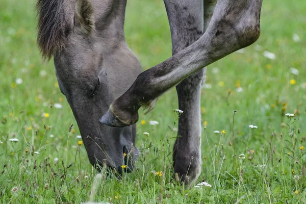 Ein Graues Pferd Kratzt Sich Auf Einem Feld Den Kopf — Stockfoto