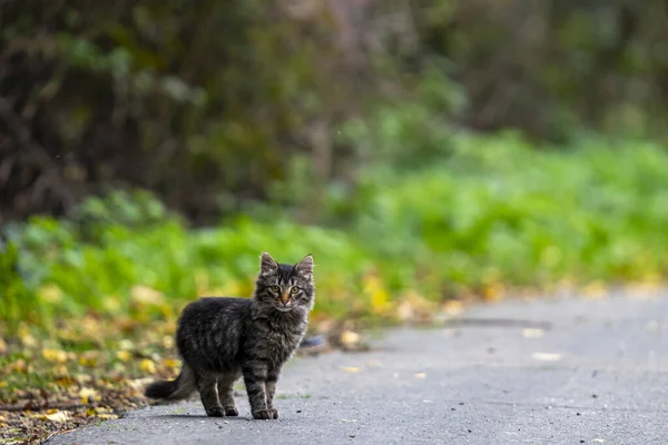 Egy Közeli Kép Egy Aranyos Macska Márvány Színű Áll Úton — Stock Fotó