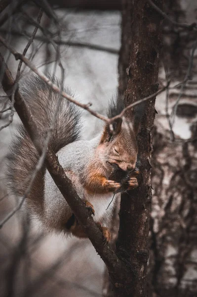 Vertical Shot Fox Squirrel Tree Branch Eating Dry Leaf Blurry — Stock Photo, Image