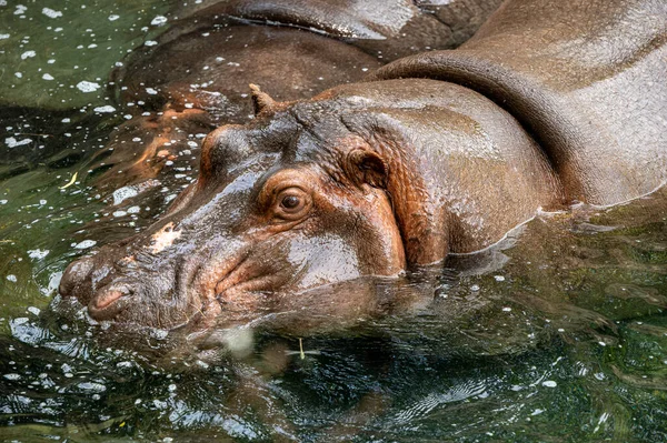 Cliché Grand Angle Hippopotames Dans Lac Pendant Journée — Photo