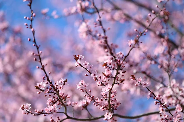 Вибірковий Фокус Вишневого Цвітіння Навесні — стокове фото