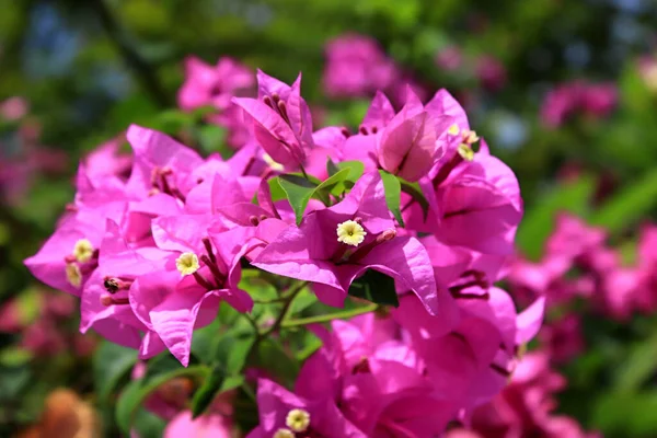 Close Flores Cor Rosa — Fotografia de Stock