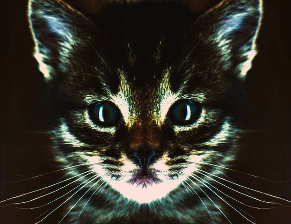 Retrato Lindo Gato Con Grandes Ojos Expresivos — Foto de Stock
