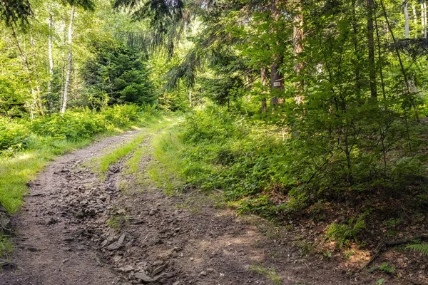 Довга Пішохідна Стежка Через Зелений Ліс — стокове фото