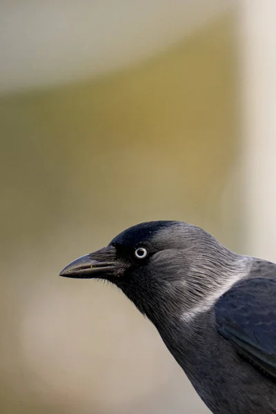 Una Toma Vertical Hermoso Cuervo Negro Parte Sobre Fondo Borroso —  Fotos de Stock