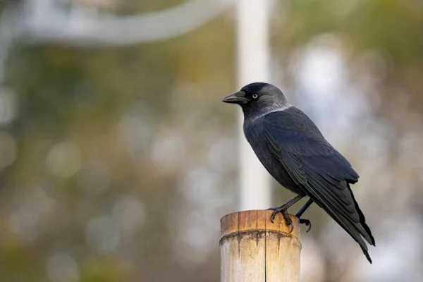 Close Shot Beautiful Black Raven Stood Tree Stump Garden Blurred — Stock Photo, Image