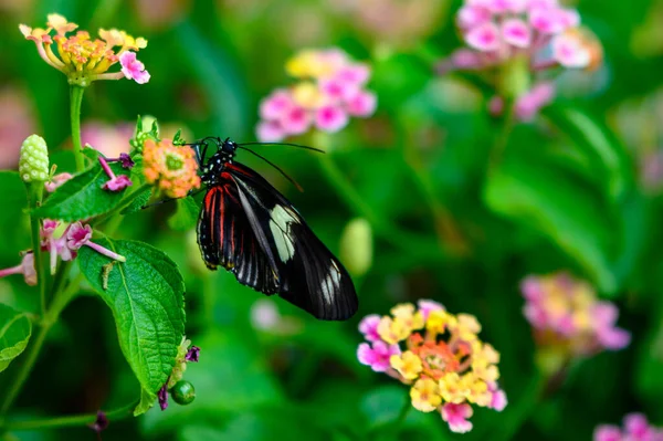 Крупный План Бабочки Цветке Саду Течение Дня — стоковое фото