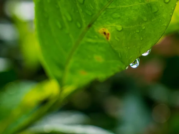 Egy Közeli Felvétel Egy Növény Leveléről Néhány Esőcseppel — Stock Fotó