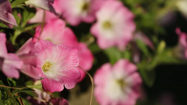 Μια Όμορφη Κοντινή Φωτογραφία Από Ζωηρά Ροζ Λουλούδια Ένα Θολό — Φωτογραφία Αρχείου