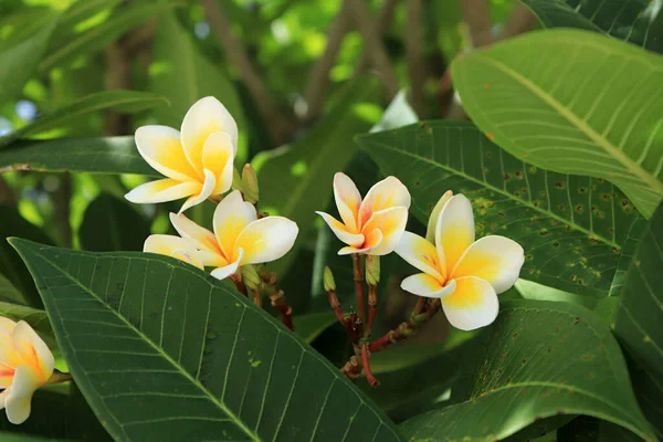 Eine Nahaufnahme Von Frangipani Blumen — Stockfoto