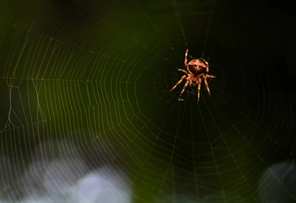 クモのネット上のマクロショット — ストック写真