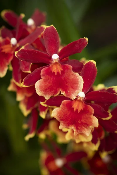 Eine Nahaufnahme Aufnahme Der Schönen Cattleya Orchideen — Stockfoto