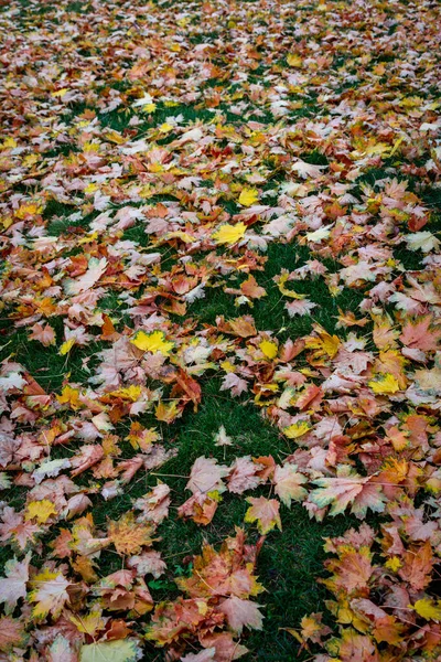 Colpo Verticale Molte Belle Foglie Colorate Autunno Sull Erba — Foto Stock