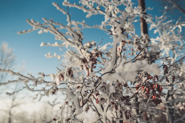 Schładzający Widok Pokryte Śniegiem Gałęzie Drzew Przed Niebieskim — Zdjęcie stockowe