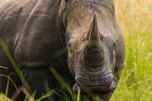 Гарний Портрет Білого Носорога Фоні Зеленої Високої Трави — стокове фото
