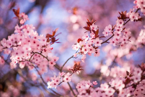 Tiro Foco Seletivo Flores Cereja Primavera — Fotografia de Stock