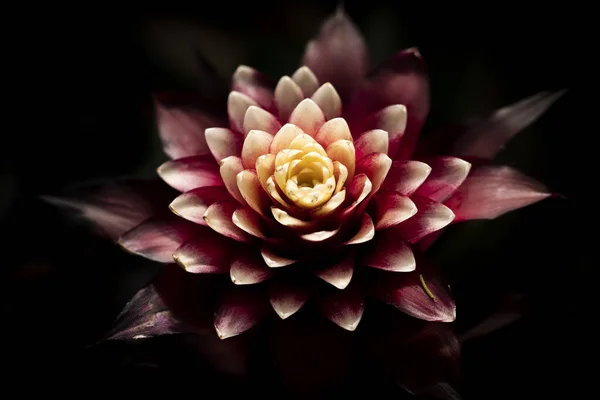 Detailní Záběr Krásné Květiny — Stock fotografie