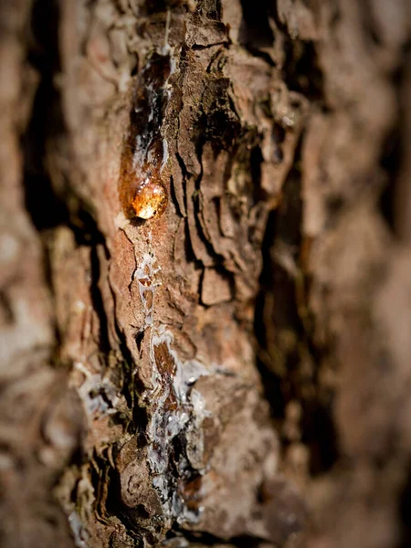 Вертикальний Знімок Стовбура Дерева — стокове фото