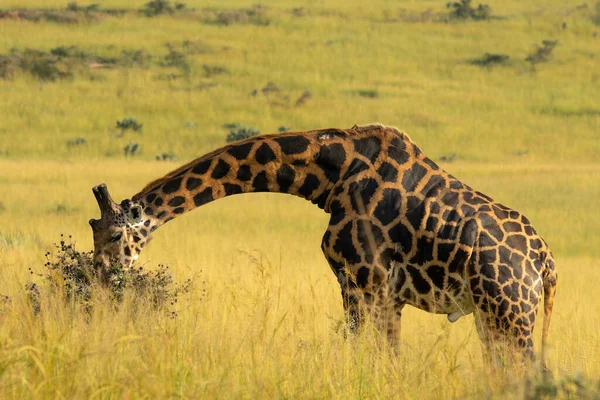 Una Toma Fascinante Una Hermosa Jirafa Comiendo Hierba — Foto de Stock