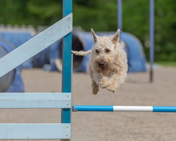 An Irish soft-coated wheaten terrier jumps over an agility hurdle in an agility competition
