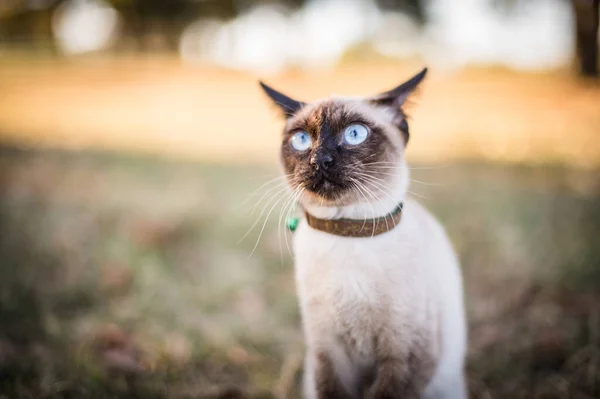 Eine Selektive Fokusaufnahme Einer Siamesischen Katze Vor Einem Hintergrund Aus — Stockfoto