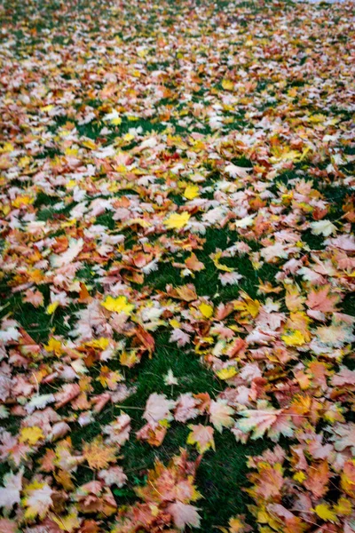 许多美丽的秋天的树叶在草地上垂直地拍打着 — 图库照片