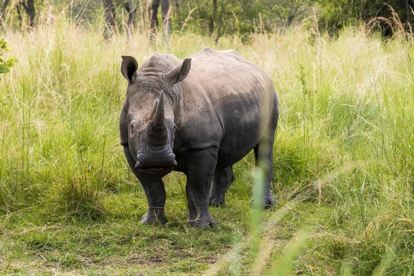 Beau Portrait Rhinocéros Blanc Sur Fond Herbe Verte Haute — Photo