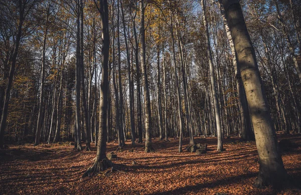 Ein Malerischer Blick Auf Hohe Bäume Wald Herbst — Stockfoto