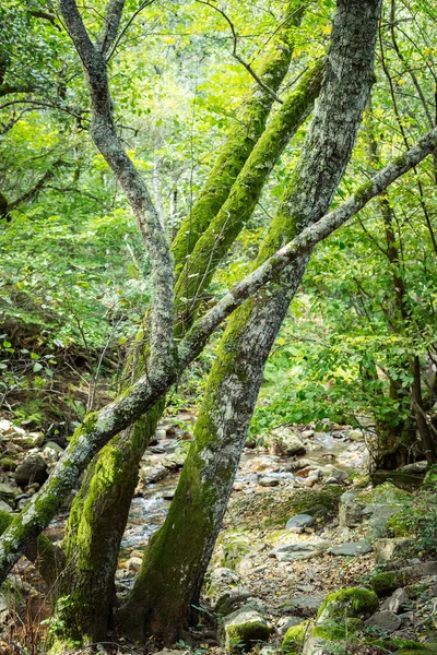 Una Corteza Árbol Cubierta Musgo Medio Del Bosque — Foto de Stock