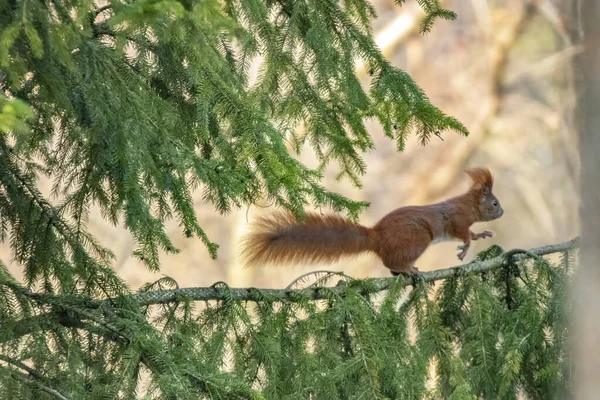 Ein Kleines Süßes Braunes Eichhörnchen Klettert Auf Einen Ast — Stockfoto