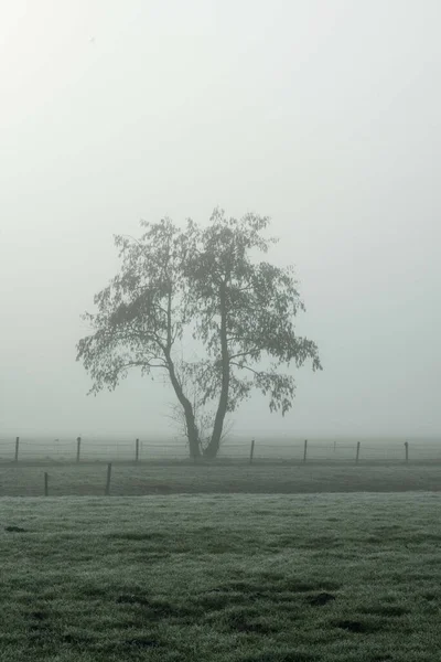 Arbre Dans Parc Par Matin Brumeux — Photo