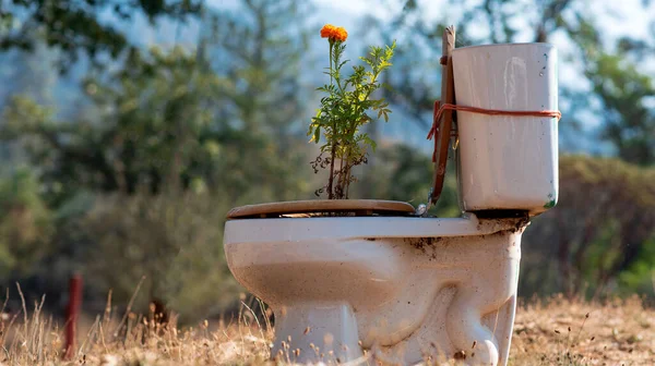 Sonora United States Nov 2021 Garbage Toilet Growing Beautiful Plant — Stock Photo, Image