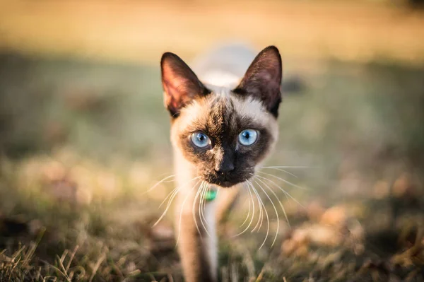 Selektivní Záběr Siamské Kočky Pozadí Bokeh Přírody — Stock fotografie