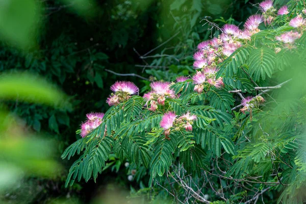 Egy Hipnotikus Kép Egy Rózsaszín Növényről Erdőben Napközben — Stock Fotó