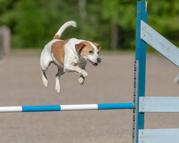 Jack Russell Terrier Salta Oltre Ostacolo Agilità Una Competizione Agilità — Foto Stock