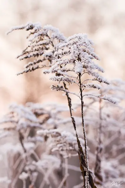 Vertical Shot Frozen Plants — Stock Photo, Image