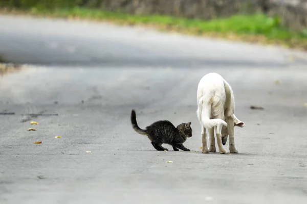 Close Shot Lovely Grey Cat White Dog Standing Road — Stock Photo, Image