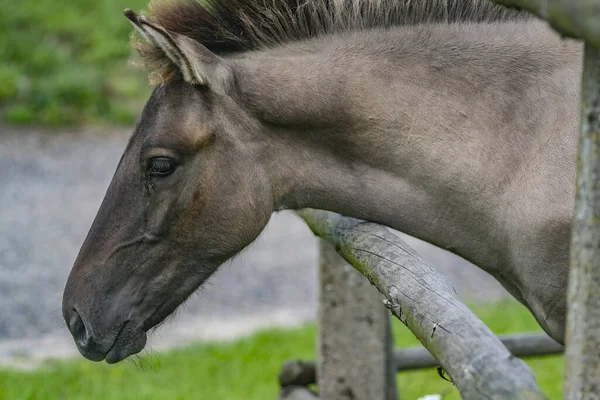 牧草地での灰色の馬の放牧のクローズアップショット — ストック写真