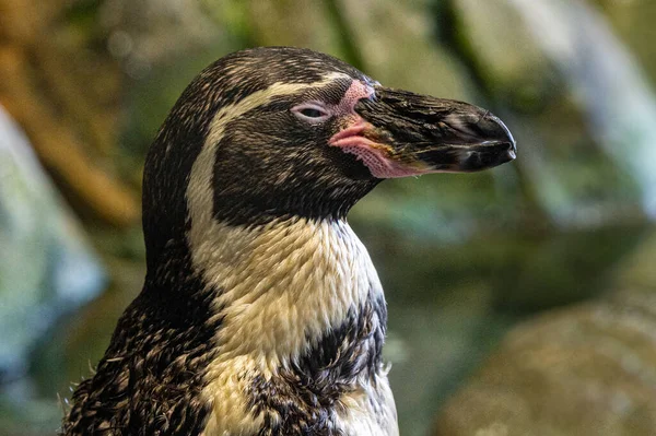 Крупним Планом Знімок Пінгвіна Зоопарку Розмитому Фоні — стокове фото