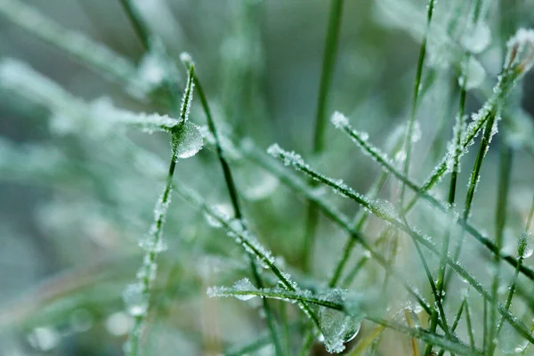 Närbild Den Frusna Växten — Stockfoto