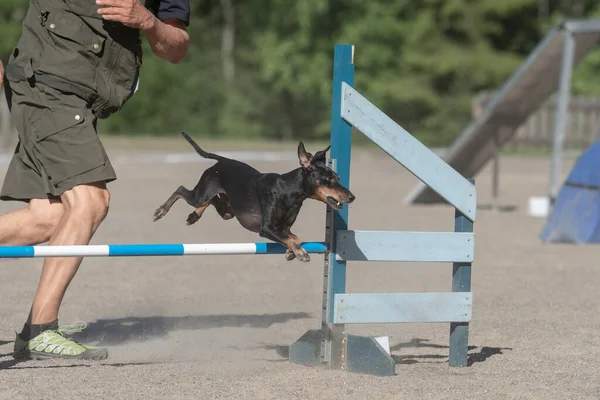 A Manchester Terrier jumps over an agility hurdle in an agility competition
