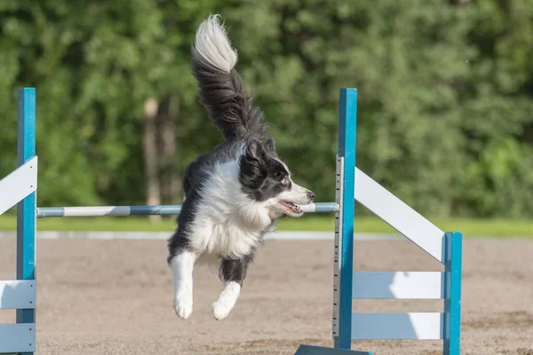 Uma Fronteira Collie Salta Sobre Obstáculo Agilidade Competição Agilidade — Fotografia de Stock