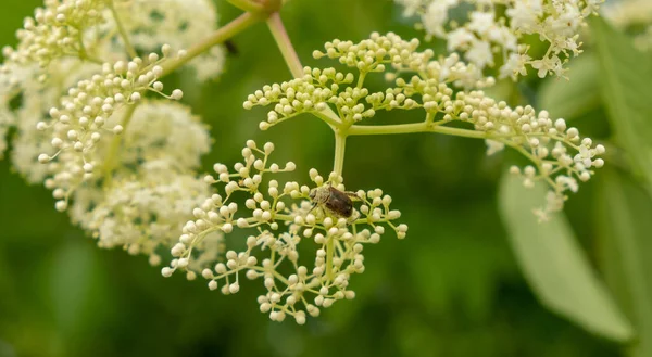 Zbliżenie Ujęcie Pszczoły Białym Kwiatku — Zdjęcie stockowe