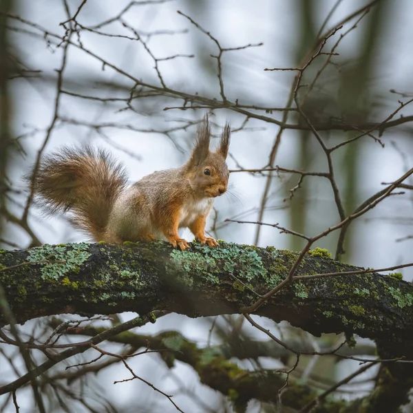 Close Esquilo Fox Galho Árvore Com Fundo Embaçado — Fotografia de Stock