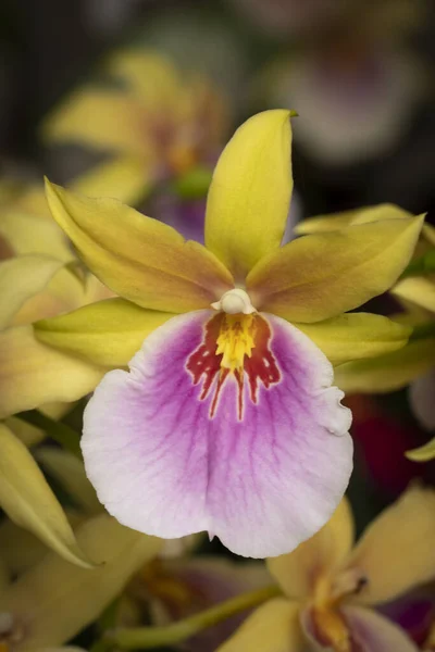 Close Belas Orquídeas — Fotografia de Stock