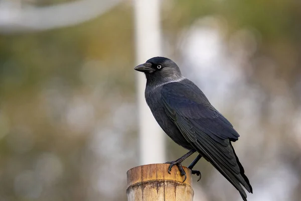 Närbild Vacker Svart Korp Stod Stubben Trädgården Suddig Bakgrund — Stockfoto